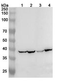 Western blot analysis was performed using anti-UCP3 polyclonal antibody at 1ug/mL on various samples.
Lane 1: Mouse liver lysate
Lane 2: Mouse heart lysate
Lane 3: Rat liver lysate
Lane 4: Rat heart lysate