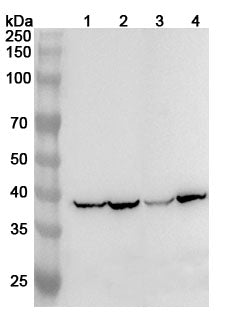 Western blot analysis was performed using anti-UCP3 polyclonal antibody at 1ug/mL on various samples.
Lane 1: Mouse liver lysate
Lane 2: Mouse heart lysate
Lane 3: Rat liver lysate
Lane 4: Rat heart lysate