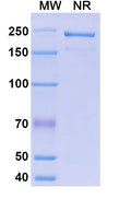 Anti-Human RHD Reference Antibody (Morolimumab) – Figure 1 of 1
