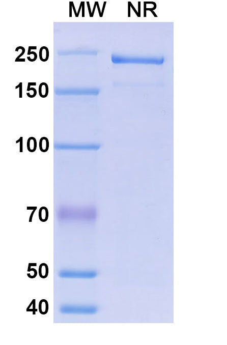 Anti-Human RHD Reference Antibody (Morolimumab) – Figure 1 of 1
