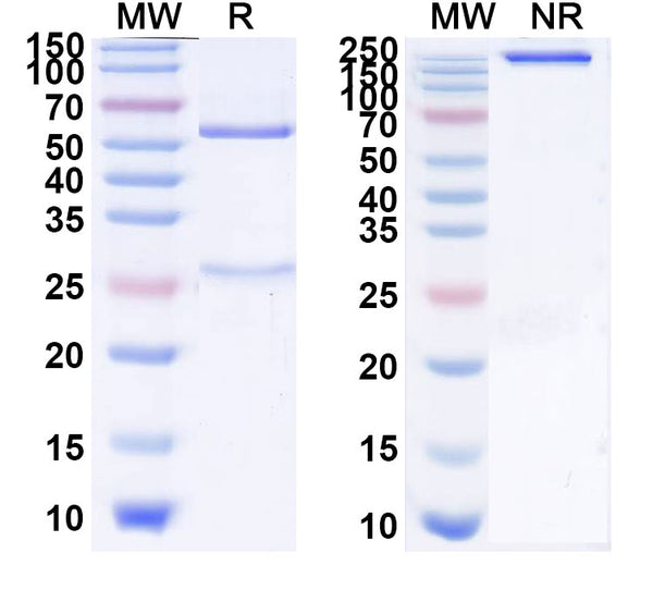 Anti-Human RHD Reference Antibody (Roledumab) – Figure 1 of 1
