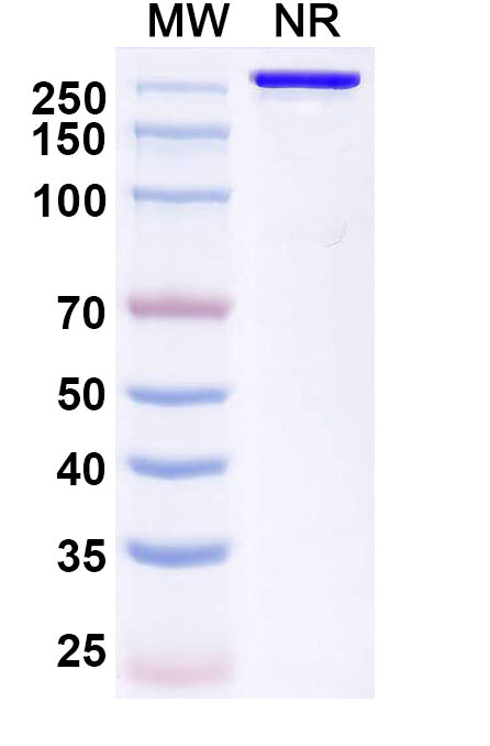 Anti-Human RHD Reference Antibody (Trinbelimab) – Figure 1 of 1