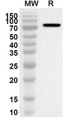 Western blot analysis was performed using anti-FKBP4 polyclonal antibody at 1ug/mL on recombinant FKBP4 (Catalog No. HX170012).