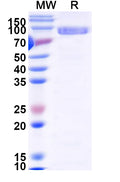 Recombinant Human MDM2 Protein, N-His