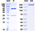 SDS-PAGE for Anti-GABA(A)R, Epsilon Antibody (N413/23)