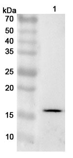 Western blot analysis was performed using anti-AIF1 polyclonal antibody at 1ug/mL on various samples.
Lane 1: THP-1 cell lysate