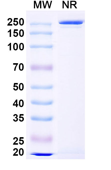 Anti-Human CD156b/ADAM17 Reference Antibody (MEDI3622) – Figure 1 of 2