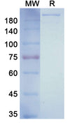 Anti-Human CXCR4 Reference Antibody (Ulocuplumab) – Figure 1 of 1
