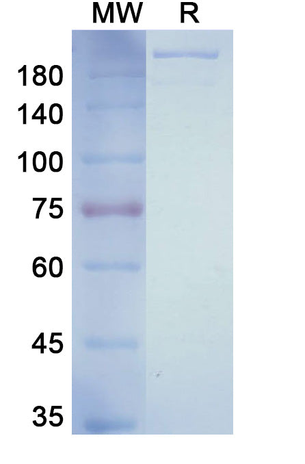 Anti-Human CXCR4 Reference Antibody (Ulocuplumab) – Figure 1 of 1
