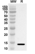 Western blot analysis was performed using anti-CYCS polyclonal antibody at 1ug/mL on recombinant CYCS (Catalog No. HX208012).