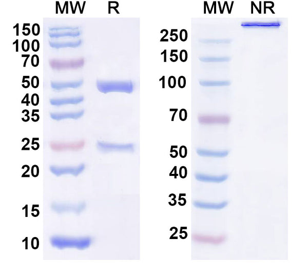SDS-PAGE for Anti-Human CYCS Antibody (1D3)