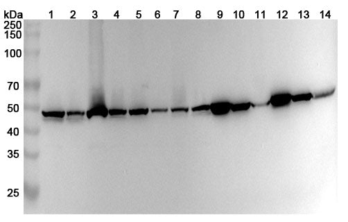 Western blot analysis was performed using anti-ACTR3 polyclonal antibody at 1ug/mL on various samples.
Lane 1: A549 cell lysate
Lane 2: A431 cell lysate
Lane 3: HL60 cell lysate
Lane 4: Hela cell lysate
Lane 5: Jurkat cell lysate
Lane 6: K562 cell lysate
Lane 7: PC-3 cell lysate
Lane 8: U2OS cell lysate
Lane 9: Mouse spleen lysate
Lane 10: Mouse lung lysate
Lane11: Mouse liver lysate
Lane12: Rat spleen lysate
Lane13: Rat lung lysate
Lane14: Rat liver lysate
