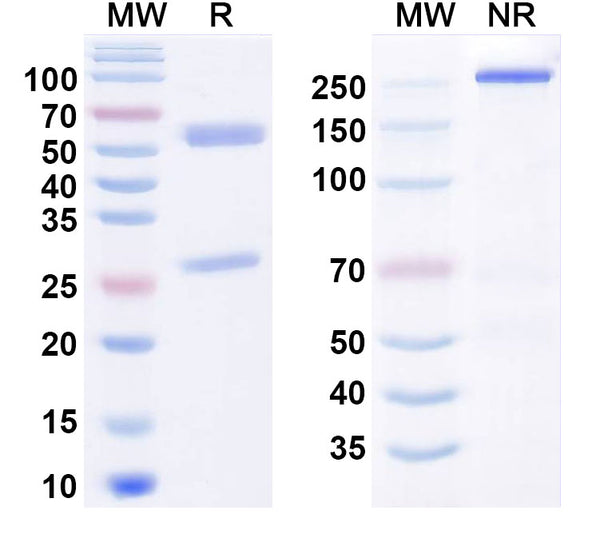 Anti-Human CDH11 Reference Antibody (RG6125) – Figure 1 of 1