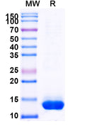 Recombinant Human BID Protein, N-His