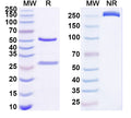 SDS-PAGE for Anti-Human DSC2 Antibody (SAA1658)