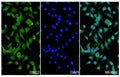 A549 cells were fixed with 4% paraformaldehyde for 20 minutes, followed by blocking with 5% goat serum for 1 hour. The cells were then incubated with a primary antibody targeting DSC2 (HX236014) at a concentration of 93.35 ug/ml overnight at 4°C. Afterward, the cells were incubated with a secondary antibody, Goat Anti-Rabbit IgG (Alexa Fluor-488) for 50 minutes at room temperature. The localization of DSC2 was visualized (shown in green), and nuclear DNA was stained with DAPI (shown in blue).