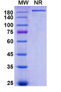 Anti-Human MUC5AC Reference Antibody (Ensituximab) – Figure 1 of 1