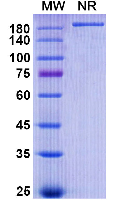 Anti-Human MUC5AC Reference Antibody (Ensituximab) – Figure 1 of 1