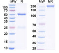 SDS-PAGE for InVivoMAb Anti-Human CCL8/MCP-2 (Iv0080)