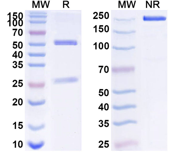 SEC-HPLC detection for Anti-Human B2M/Beta-2-microglobulin Antibody (BBM.1).