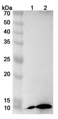Western blot analysis was performed using anti-B2M  polyclonal antibody at 1ug/mL on various samples.
Lane 1: U937 cell lysate
Lane 2: Raji cell lysate