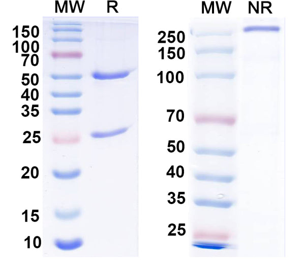 SDS-PAGE for Anti-Human CASP9/Caspase 9 Monoclonal Antibody (1A127)