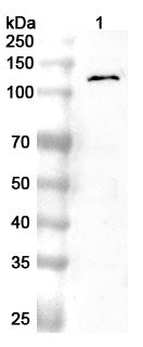 Western blot analysis was performed using anti-NFKB2 polyclonal antibody at 1ug/mL on various samples.
Lane 1: THP-1 cell lysate