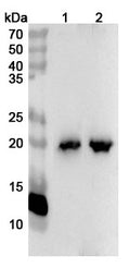 Western blot analysis was performed using anti-MYL7 polyclonal antibody at 1ug/mL  on various samples.
Lane 1: Mouse heart lysate
Lane 2: Rat heart lysate
