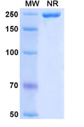 Anti-Human TGF-beta 2 Reference Antibody (Lerdelimumab) – Figure 1 of 1