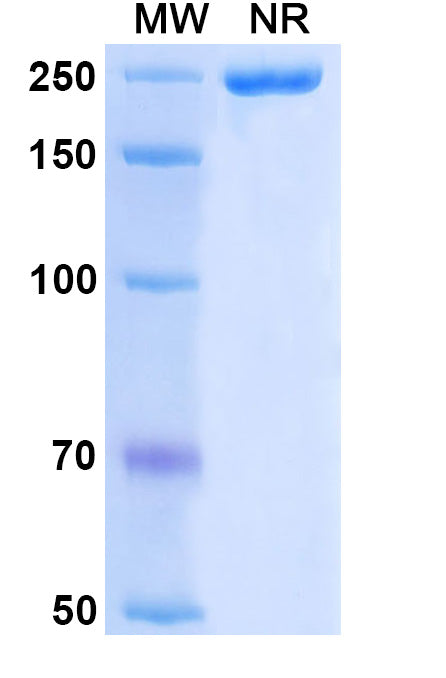 Anti-Human TGF-beta 2 Reference Antibody (Lerdelimumab) – Figure 1 of 1