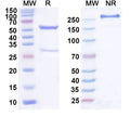 SDS-PAGE for Anti-Human TGFB2/TGF-beta-2 Antibody (SAA0444)