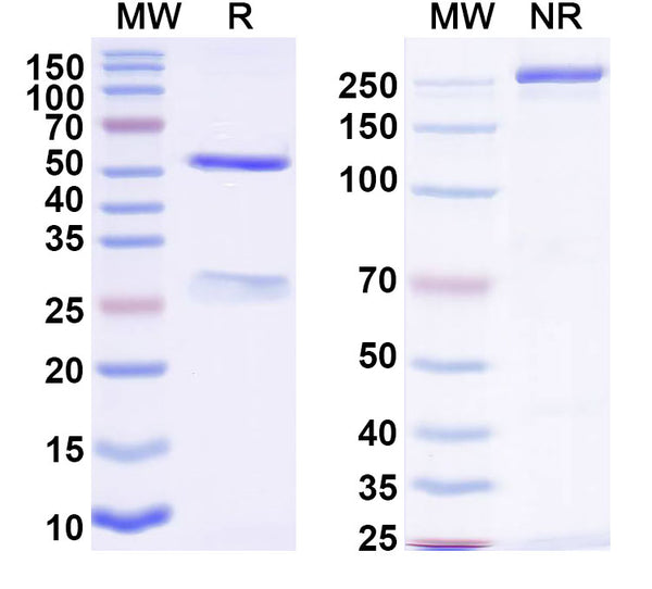 SDS-PAGE for Anti-Human Di-acetylated histone H4/H4K5acK8ac Antibody (1A9D7)