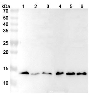 Western blot analysis was performed using anti-H4C1 polyclonal antibody at 1ug/mL  on various samples.
Lane 1: Hela cell lysate
Lane 2: HepG2 cell lysate
Lane 3: MCF-7 cell lysate
Lane 4: 293T cell lysate
Lane 5: HL-60 cell lysate
Lane 6: Raji cell lysate