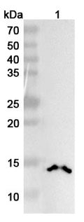 SDS-PAGE for Anti-Human Di-acetylated histone H4/H4K5acK8ac Antibody (2A7D9)
