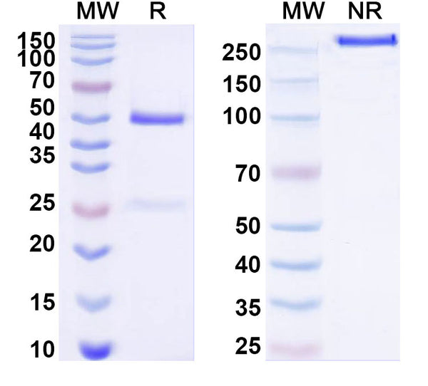 SDS-PAGE for Anti-Human CDH6 Antibody (SAA2000).