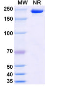 Anti-Human Cadherin-6/KCAD Reference Antibody (Raludotatug) – Figure 1 of 1