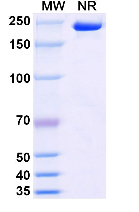Anti-Human Cadherin-6/KCAD Reference Antibody (Raludotatug) – Figure 1 of 1