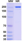 Anti-Human CDH6/Cadherin-6 Reference Antibody (HKT288) – Figure 1 of 1
