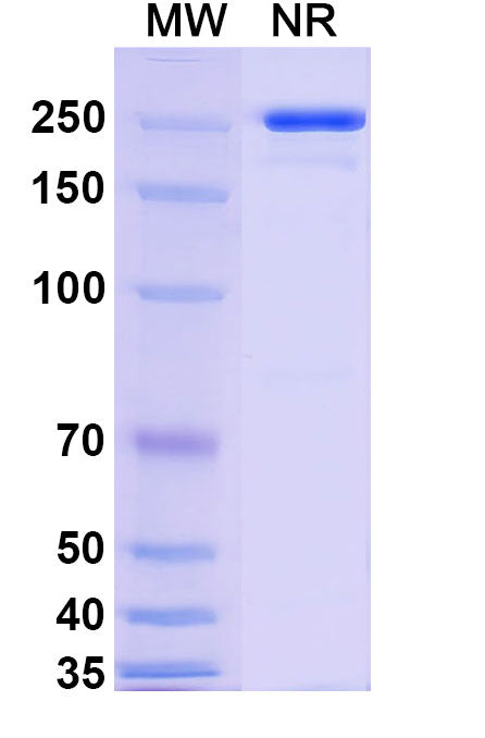 Anti-Human CDH6/Cadherin-6 Reference Antibody (HKT288) – Figure 1 of 1