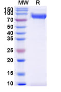 Recombinant Human CD172a/SIRPA Protein, C-Fc