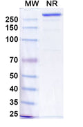 Anti-Human SIRP alpha/CD172a Reference Antibody (Anzurstobart) – Figure 1 of 1