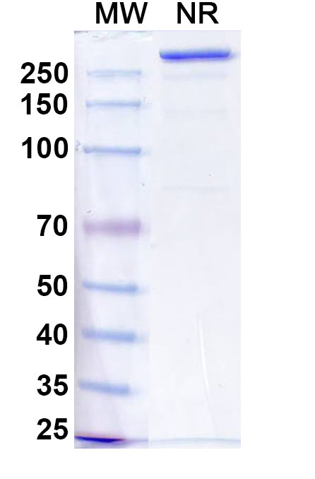 Anti-Human SIRP alpha/CD172a Reference Antibody (Anzurstobart) – Figure 1 of 1