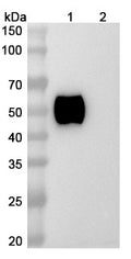 Anti-Human SIRP alpha/CD172a Reference Antibody (Epacmarstobart) – Figure 1 of 3