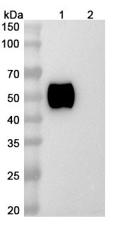Anti-Human SIRP alpha/CD172a Reference Antibody (Epacmarstobart) – Figure 1 of 3