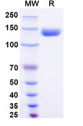 Recombinant Human CD202b/TEK Protein, C-Fc