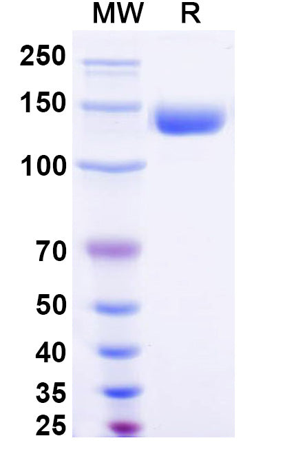 Recombinant Human CD202b/TEK Protein, C-Fc