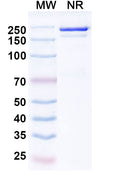 Anti-Human IL-13 R alpha 1 Reference Antibody (Eblasakimab) – Figure 1 of 1
