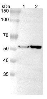 Western blot analysis was performed using anti-ABAT polyclonal antibody at 1μg/ml on various samples.
Lane 1: Rat liver lysate
Lane 2: Rat kindney lysate