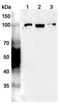 Western blot analysis was performed using anti-VCP polyclonal antibody at 1ug/mL on various samples.
Lane 1: U251 cell lysate
Lane 2: Mouse lung lysate
Lane 3: Rat brain lysate