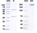 Anti-Human CLDN6 Reference Antibody (IM-301) – Figure 1 of 1
